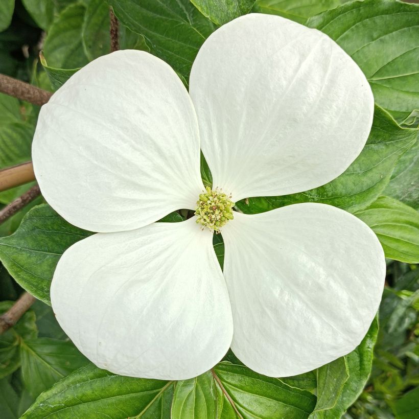 Cornus kousa Venus - Japanse kornoelje (Bloei)
