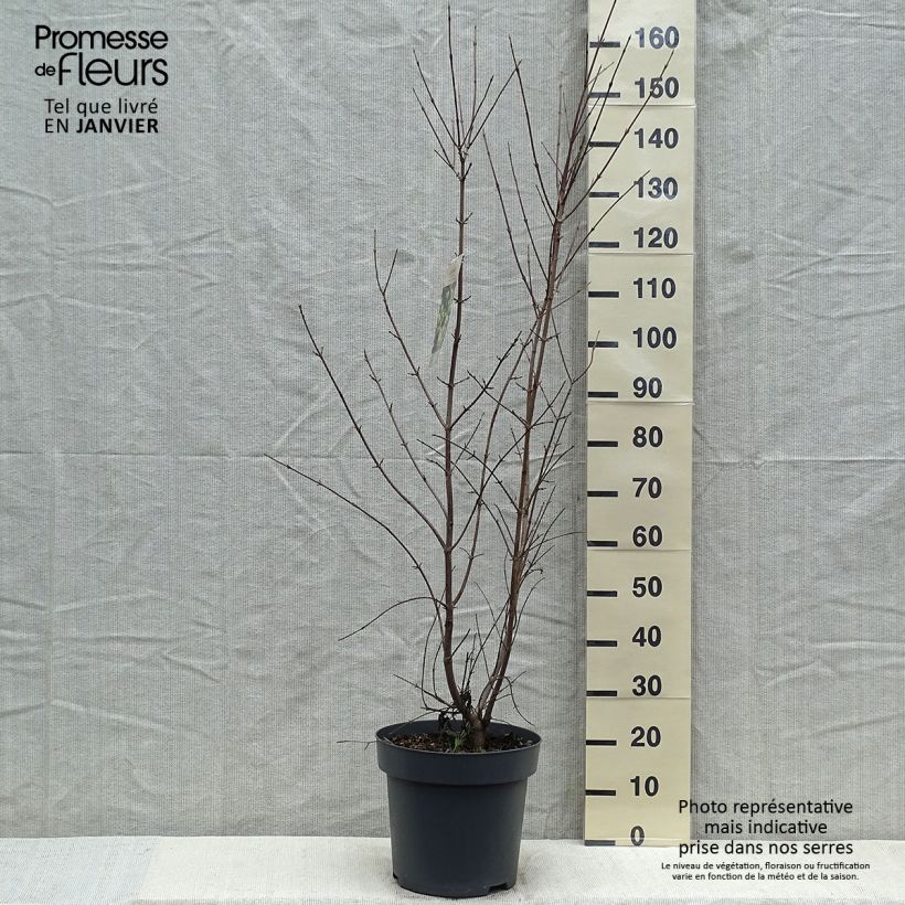 Example of Cornus mas - Gele kornoelje Pot van 12 l/15 l as you get in hiver