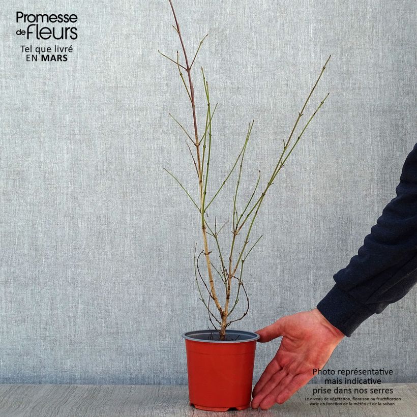 Example of Cornus mas - Gele kornoelje Pot van 1,5 l/2 l as you get in hiver
