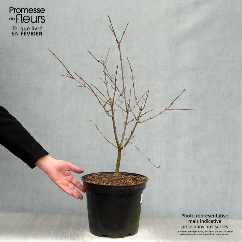 Example of Cornus mas - Gele kornoelje Pot van 7,5 l/10 l as you get in hiver