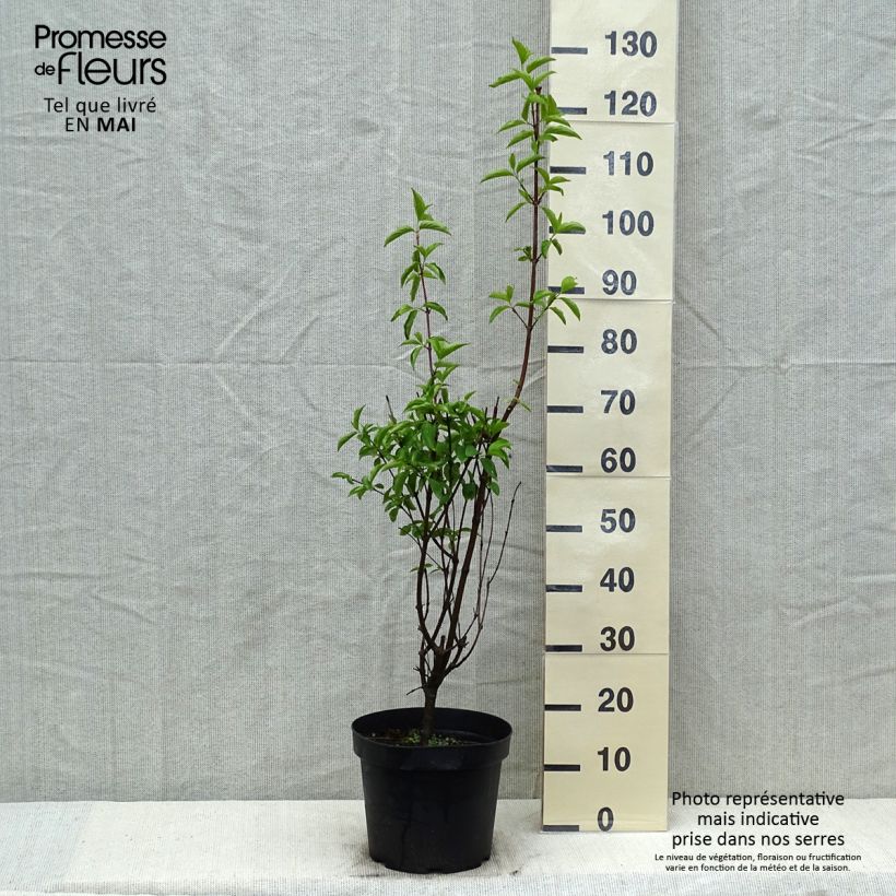 Exemplaar van Cornus mas - Gele kornoelje Pot van 7,5 l/10 l zoals geleverd in de lente