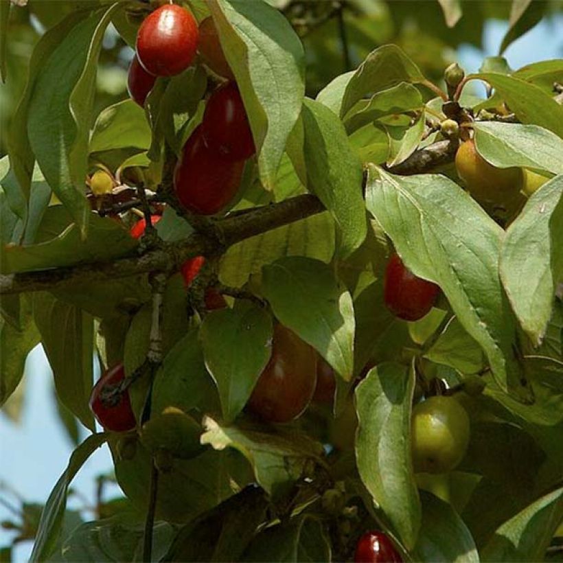 Cornus mas Jolico - Gele kornoelje (Foliage)