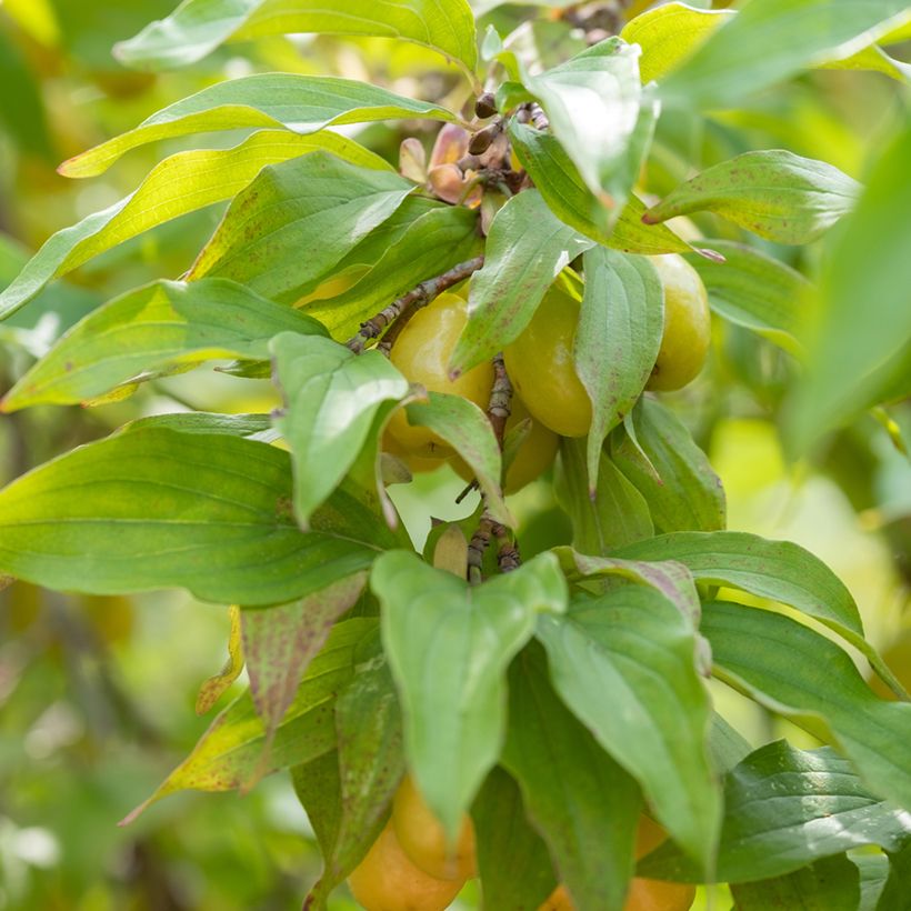 Cornus mas Jolico - Gele kornoelje (Blad)