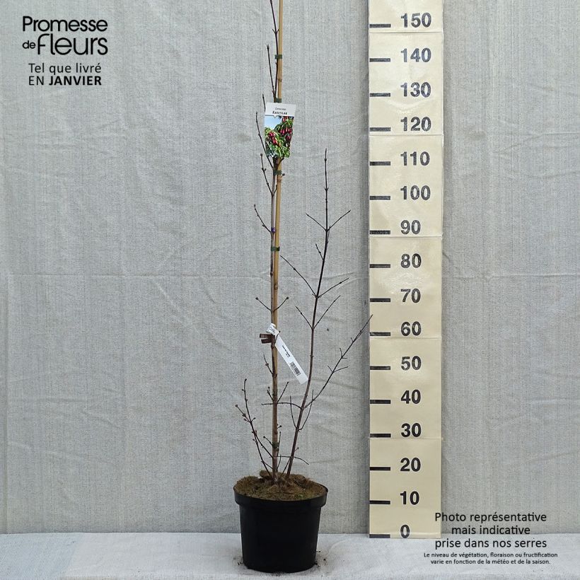 Example of Cornus mas Schönbrunner Gourmet Dirndl - Cornouiller mâle Pot van 7,5 l/10 l as you get in hiver