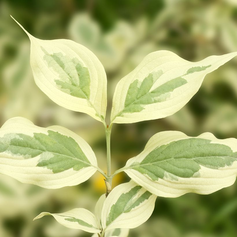 Cornus mas Variegata - Gele kornoelje (Blad)