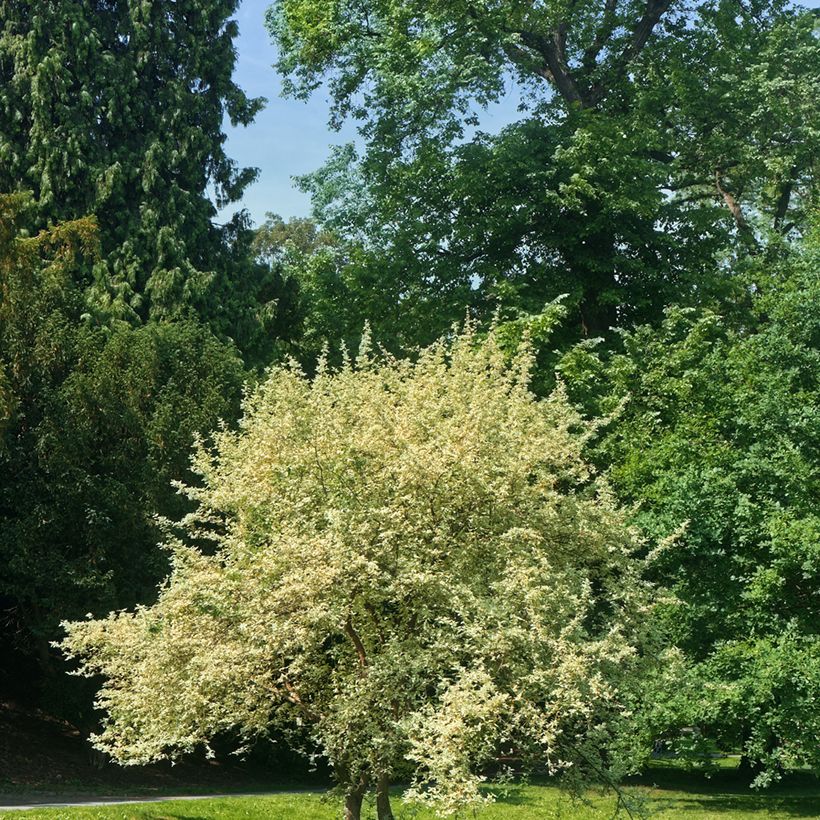 Cornus mas Variegata - Gele kornoelje (Groeiplaats)