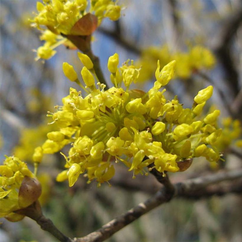 Cornus officinalis - Japanse kornoelje (Flowering)
