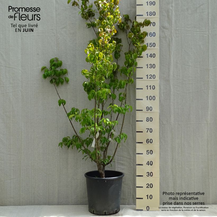 Exemplaar van Cornus officinalis Robins Pride - Japanse kornoelje Pot van 20 l/25 l zoals geleverd in de lente