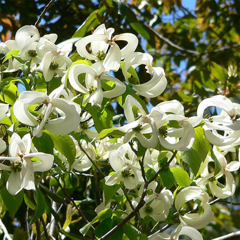 Cornus florida Urbiniana - Amerikaanse kornoelje (Flowering)