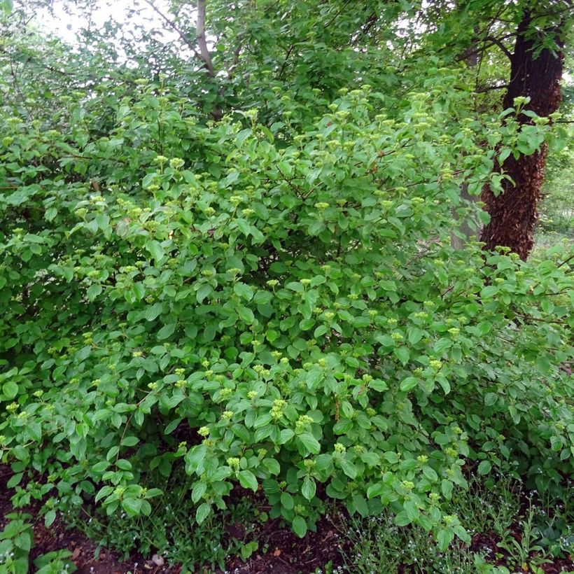 Cornus sanguinea - Rode kornoelje (Plant habit)