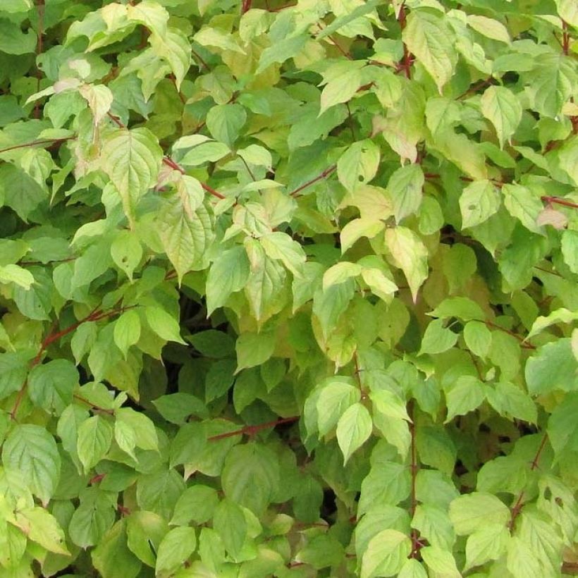 Cornus sanguinea Anny's Winter Orange - Rode kornoelje (Foliage)