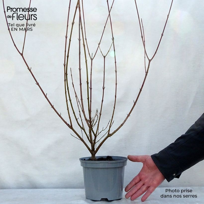 Exemplaar van Cornus sanguinea - Rode kornoelje Pot van 2 l/3 l zoals geleverd in de lente
