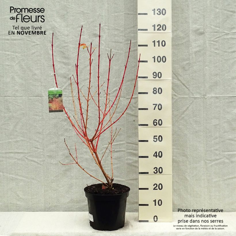 Exemplaar van Cornus sanguinea Magic Flame - Rode kornoelje Pot van 7,5 l/10 l zoals geleverd in de herfst