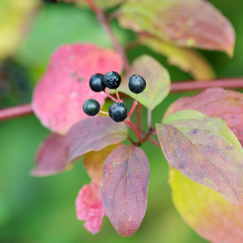 Cornus sanguinea Magic Flame - Rode kornoelje (Oogst)
