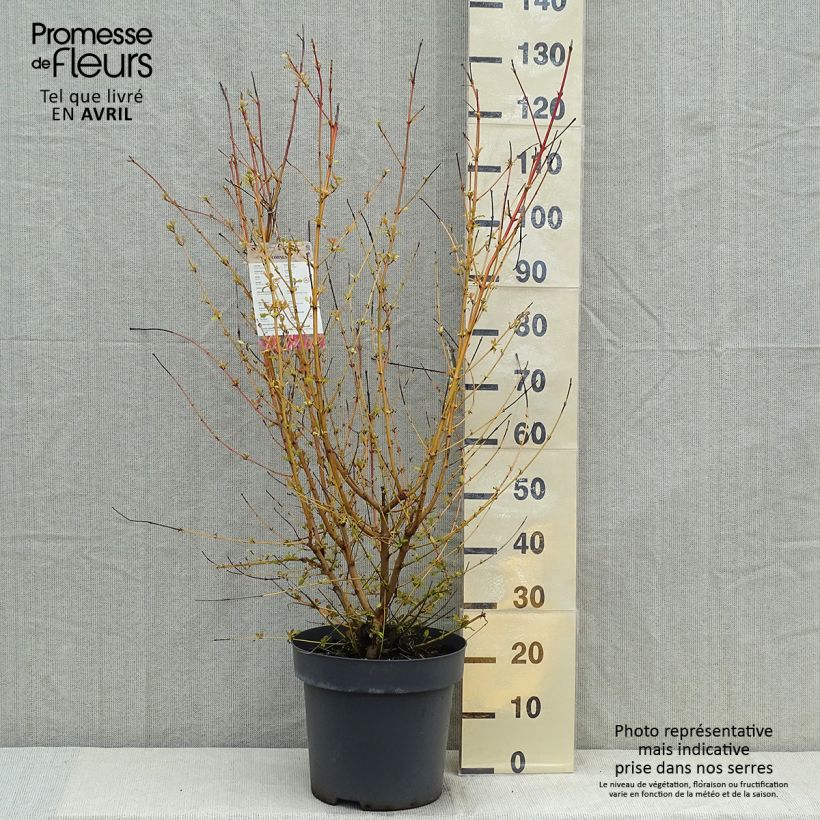 Exemplaar van Cornus sanguinea Mid Winter Fire - Rode kornoelje Pot van 6 l/7 l zoals geleverd in de lente