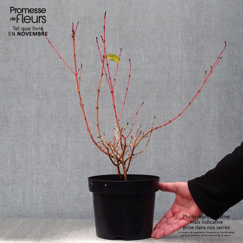 Exemplaar van Cornus sanguinea Mid Winter Fire - Rode kornoelje Pot van 2 l/3 l zoals geleverd in de herfst