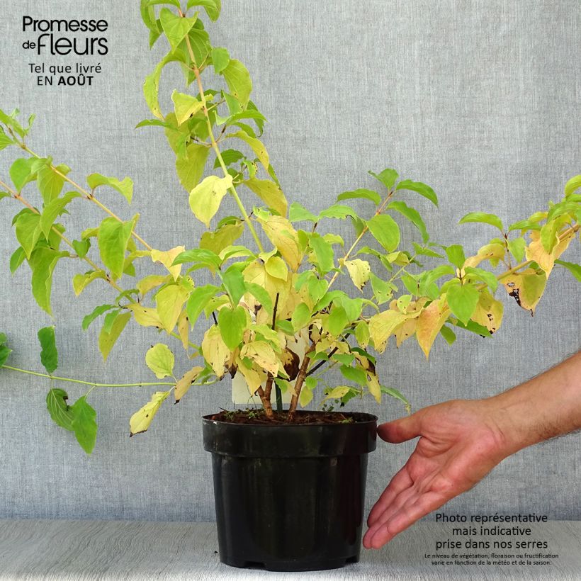 Exemplaar van Cornus sanguinea Winter Beauty - Rode kornoelje Pot van 2 l/3 l zoals geleverd in de zomer