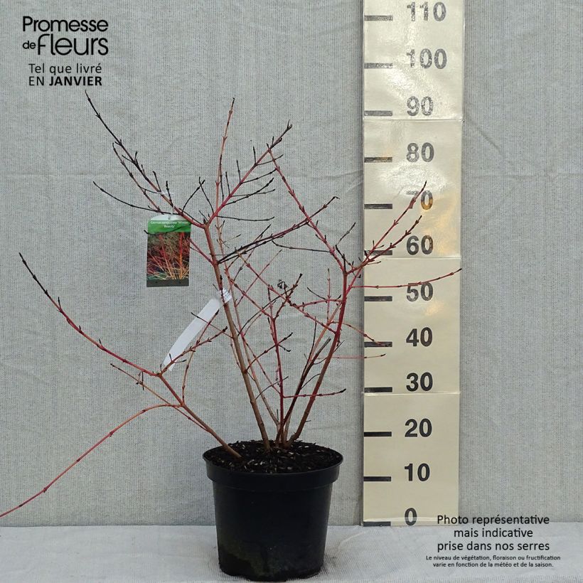 Example of Cornus sanguinea Winter Beauty - Rode kornoelje Pot van 7,5 l/10 l as you get in hiver