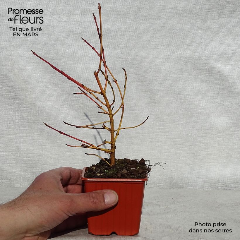 Exemplaar van Cornus sanguinea Winter Beauty - Rode kornoelje Kweekpotje van 8/9 cm zoals geleverd in de lente