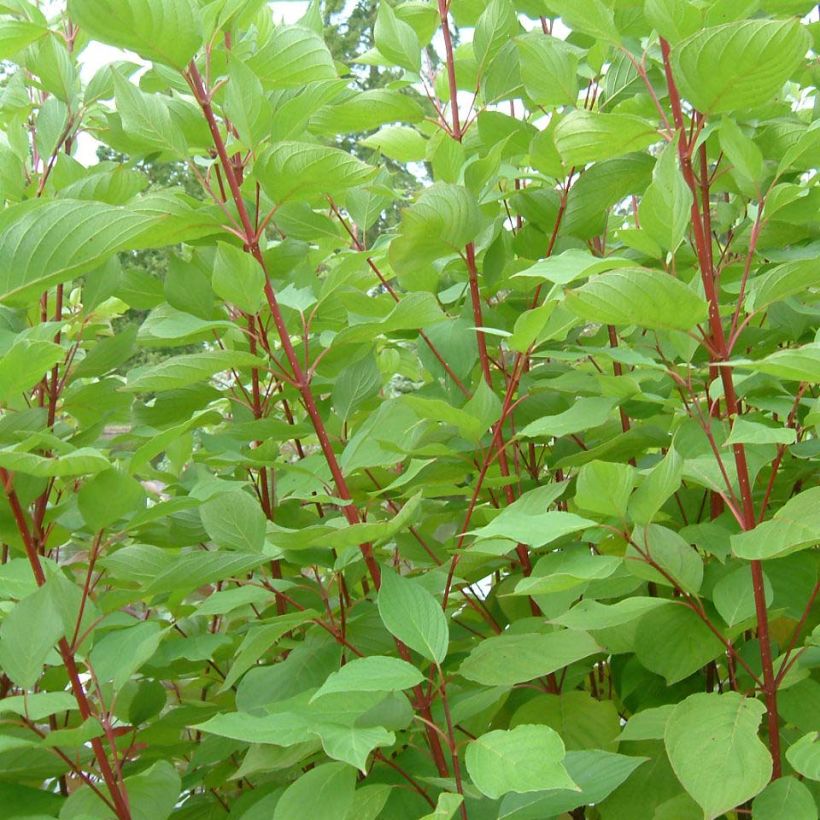 Cornus sericea Baileyi - Canadese kornoelje (Foliage)
