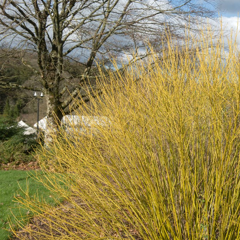 Cornus sericea Budd's Yellow - Gele kornoelje (Groeiplaats)