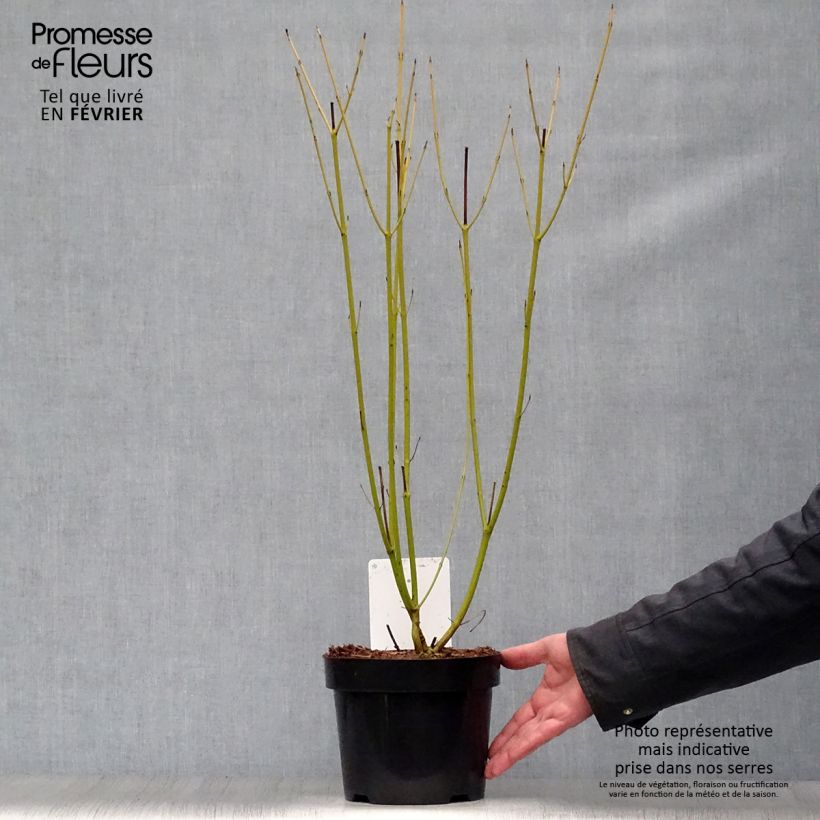 Example of Cornus sericea Budd's Yellow - Cornouiller stolonifère. Pot van 3 l/4 l as you get in hiver