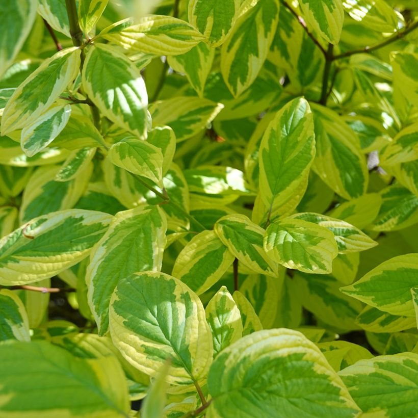 Cornus sericea Hedgerows Gold - Canadese kornoelje (Blad)