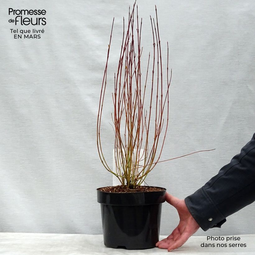 Exemplaar van Cornus sericea Kelseyi - Canadese kornoelje Pot van 3 l/4 l zoals geleverd in de lente