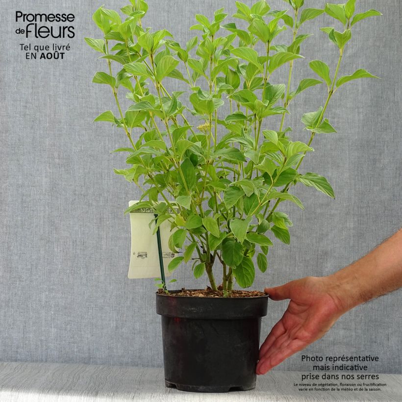 Exemplaar van Cornus stolonifera Flaviramea - Canadese kornoelje Pot van 3 l/4 l zoals geleverd in de zomer