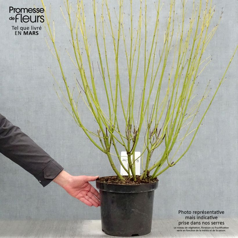 Exemplaar van Cornus stolonifera Flaviramea - Canadese kornoelje Pot van 7,5 l/10 l zoals geleverd in de lente