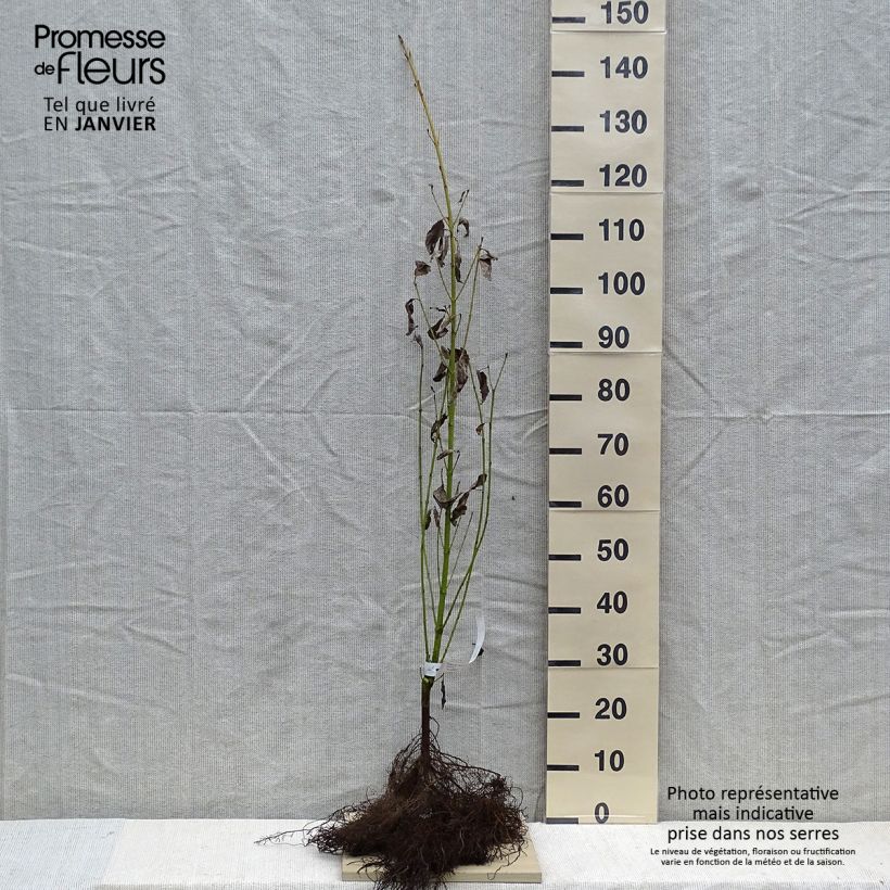 Example of Cornus stolonifera Flaviramea - Canadese kornoelje Naakte wortel as you get in hiver