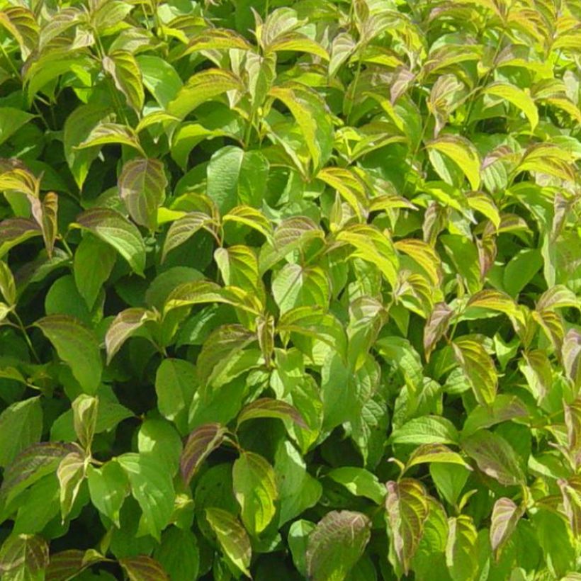 Cornus stolonifera Kelsey's Dwarf - Canadese kornoelje (Foliage)