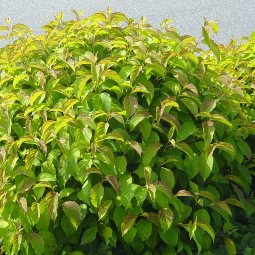 Cornus stolonifera Kelsey's Dwarf - Canadese kornoelje (Plant habit)