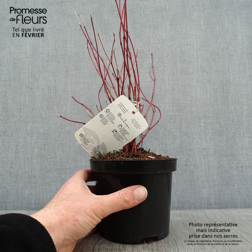 Example of Cornus stolonifera Kelsey's Dwarf - Cornouiller stolonifère Pot van 1 l/1,5 l as you get in hiver