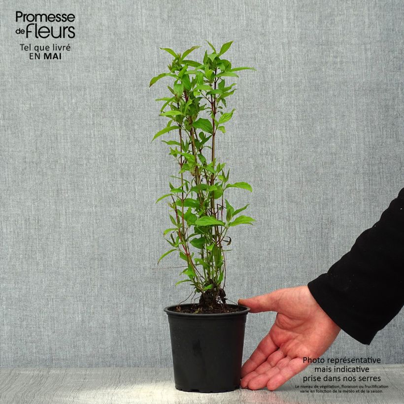 Exemplaar van Cornus stolonifera Kelsey's Dwarf - Canadese kornoelje Pot van 1 l/1,5 l zoals geleverd in de lente