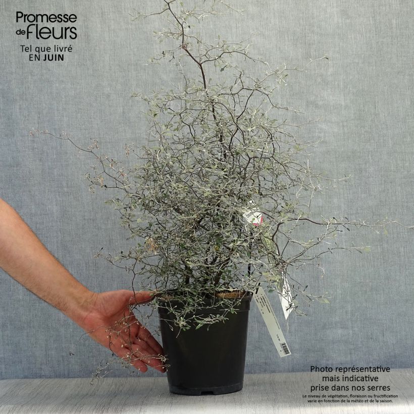 Exemplaar van Corokia cotoneaster Little Prince - Zigzagstruik Pot van 4 l/5 l zoals geleverd in de zomer