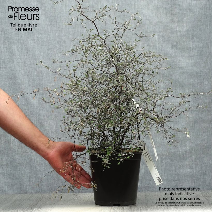 Exemplaar van Corokia cotoneaster Little Prince - Zigzagstruik Pot van 4 l/5 l zoals geleverd in de lente