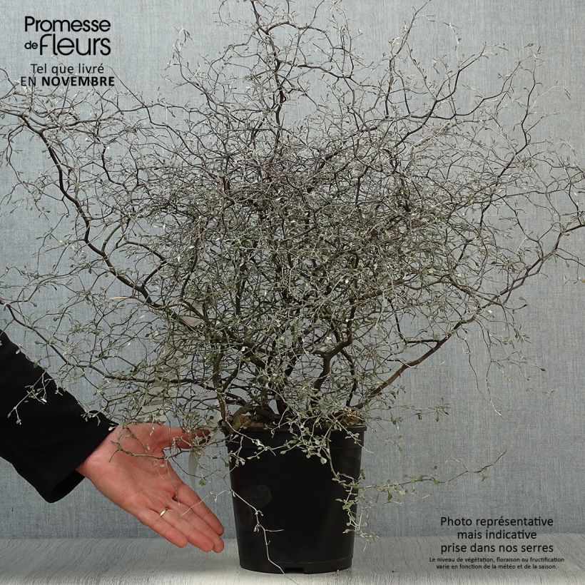 Exemplaar van Corokia cotoneaster Little Prince - Zigzagstruik Pot van 4 l/5 l zoals geleverd in de herfst