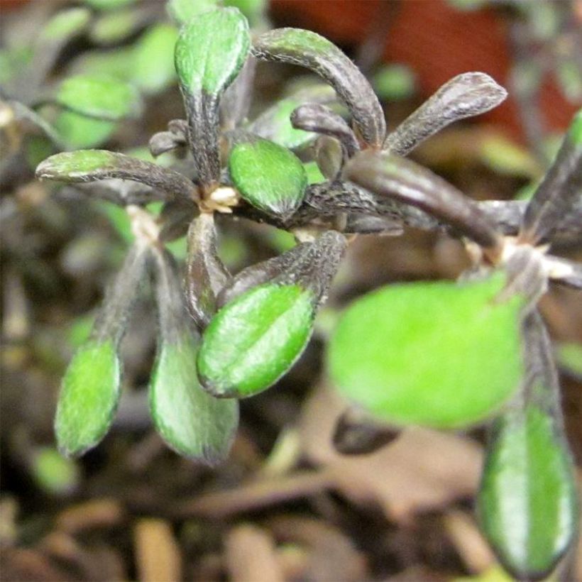 Corokia cotoneaster Little Prince - Zigzagstruik (Foliage)