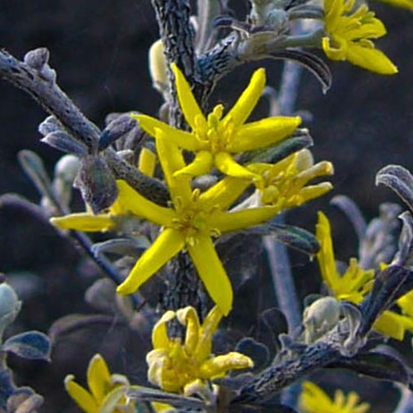 Corokia cotoneaster Little Prince - Zigzagstruik (Flowering)