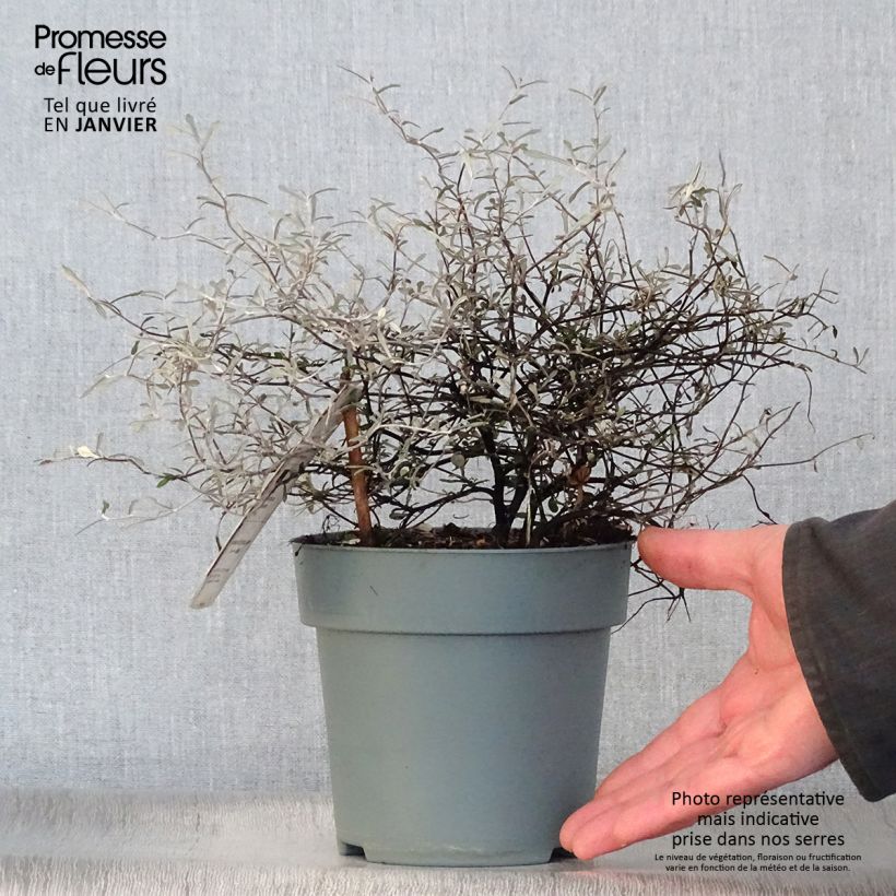 Example of Corokia cotoneaster Pot van 1 l/1,5 l as you get in hiver