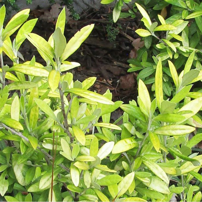 Corokia virgata Banana Royal (Foliage)