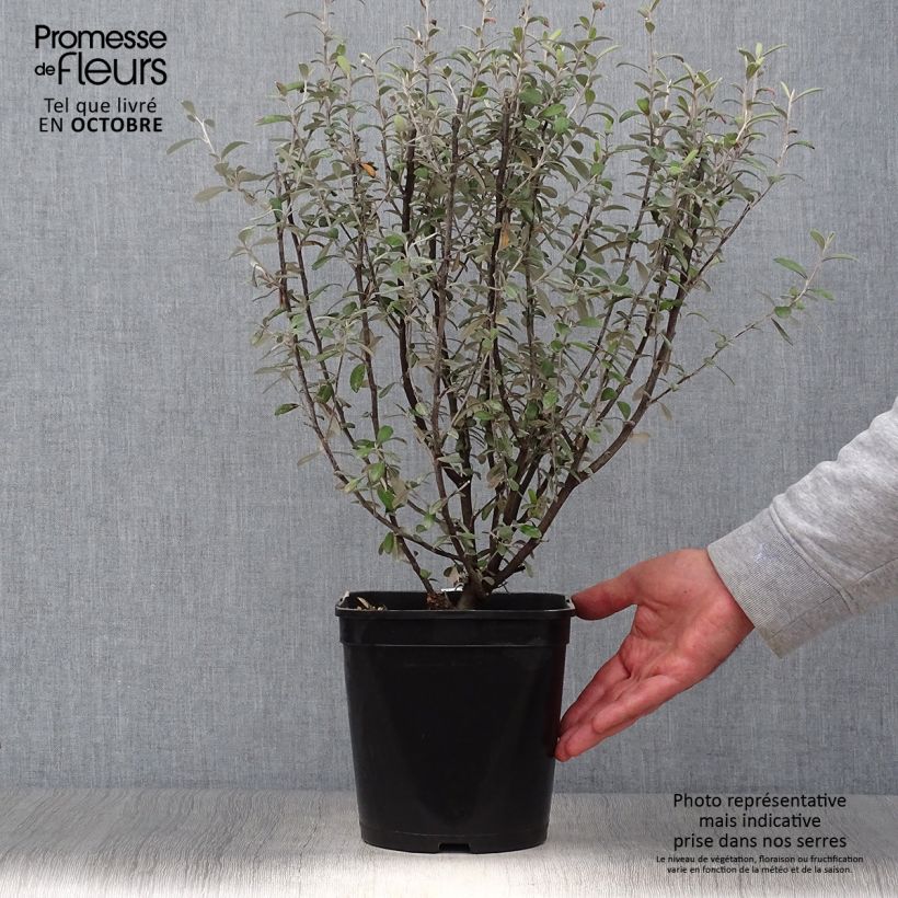 Exemplaar van Corokia virgata Frosted chocolate Pot van 4 l/5 l zoals geleverd in de herfst
