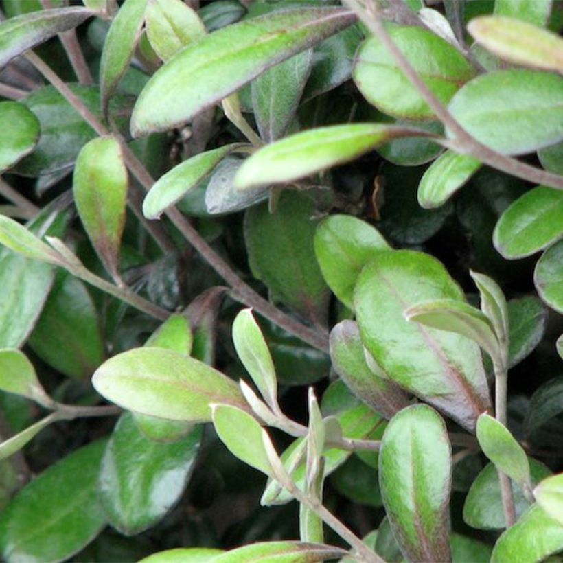 Corokia virgata Frosted chocolate (Foliage)