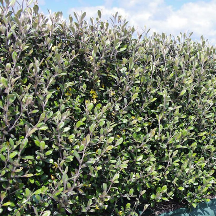 Corokia virgata Frosted chocolate (Plant habit)