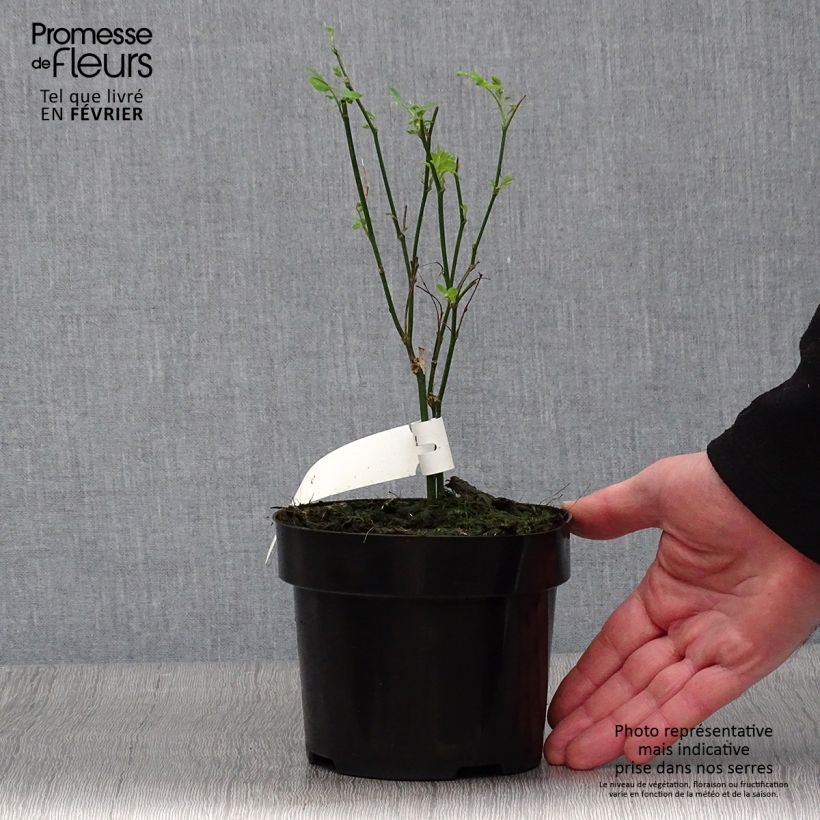 Example of Hippocrepis emerus - Gele hoefijzerbloem Pot van 1 l/1,5 l as you get in hiver