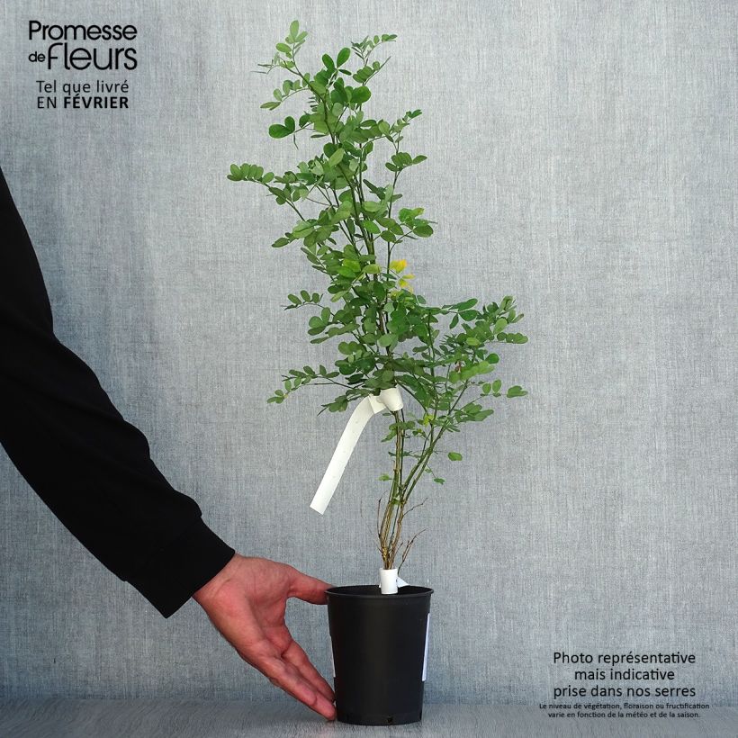 Exemplaar van Hippocrepis emerus - Gele hoefijzerbloem Pot van 1 l/1,5 l zoals geleverd in de herfst