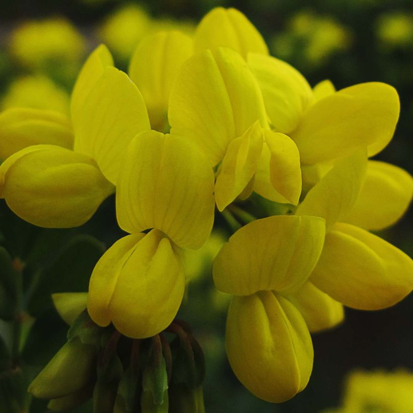 Coronilla valentina Glauca - Kroonkruid (Oogst)