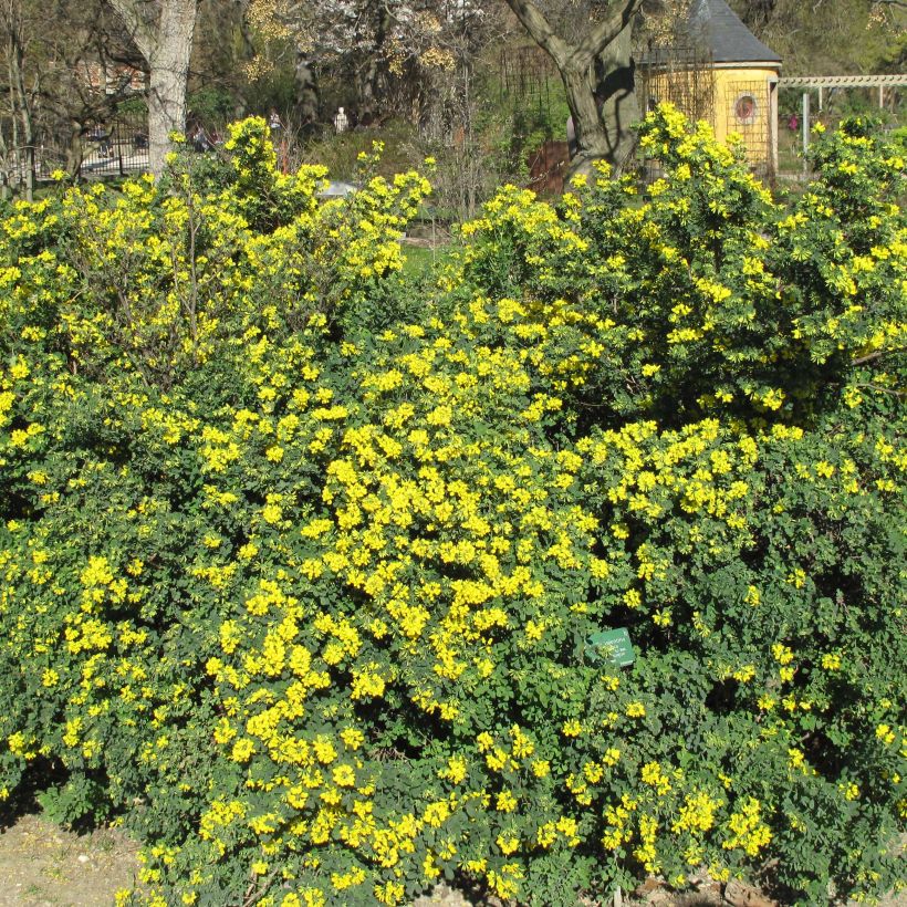 Coronilla valentina Glauca - Kroonkruid (Plant habit)