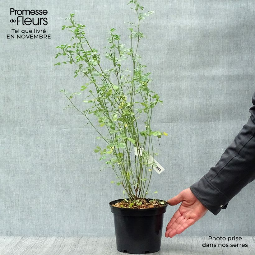 Exemplaar van Coronilla valentina Glauca - Kroonkruid Pot van 2 l/3 l zoals geleverd in de herfst